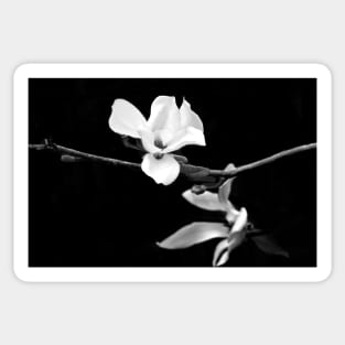 Magnolia Branch Black and White Photography Sticker